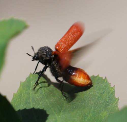 Réf. 226 564 : Bostrichus capucinus